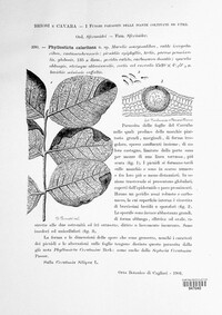 Phyllosticta calaritana image
